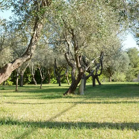 Degli Ulivi Affittacamere